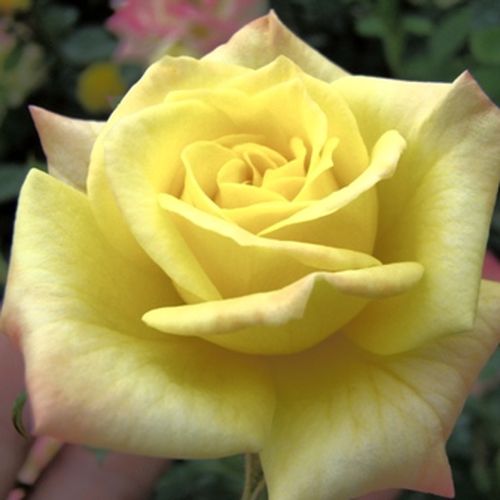 Comprar rosales online - Amarillo - Rosales miniatura  - rosa de fragancia discreta - Rosal Mandarin® - W. Kordes & Sons - Florece en grupos en diferentes fases y así vemos las flores en diferentes colores entre el amarillo y el naranja-rosa. Florece abun